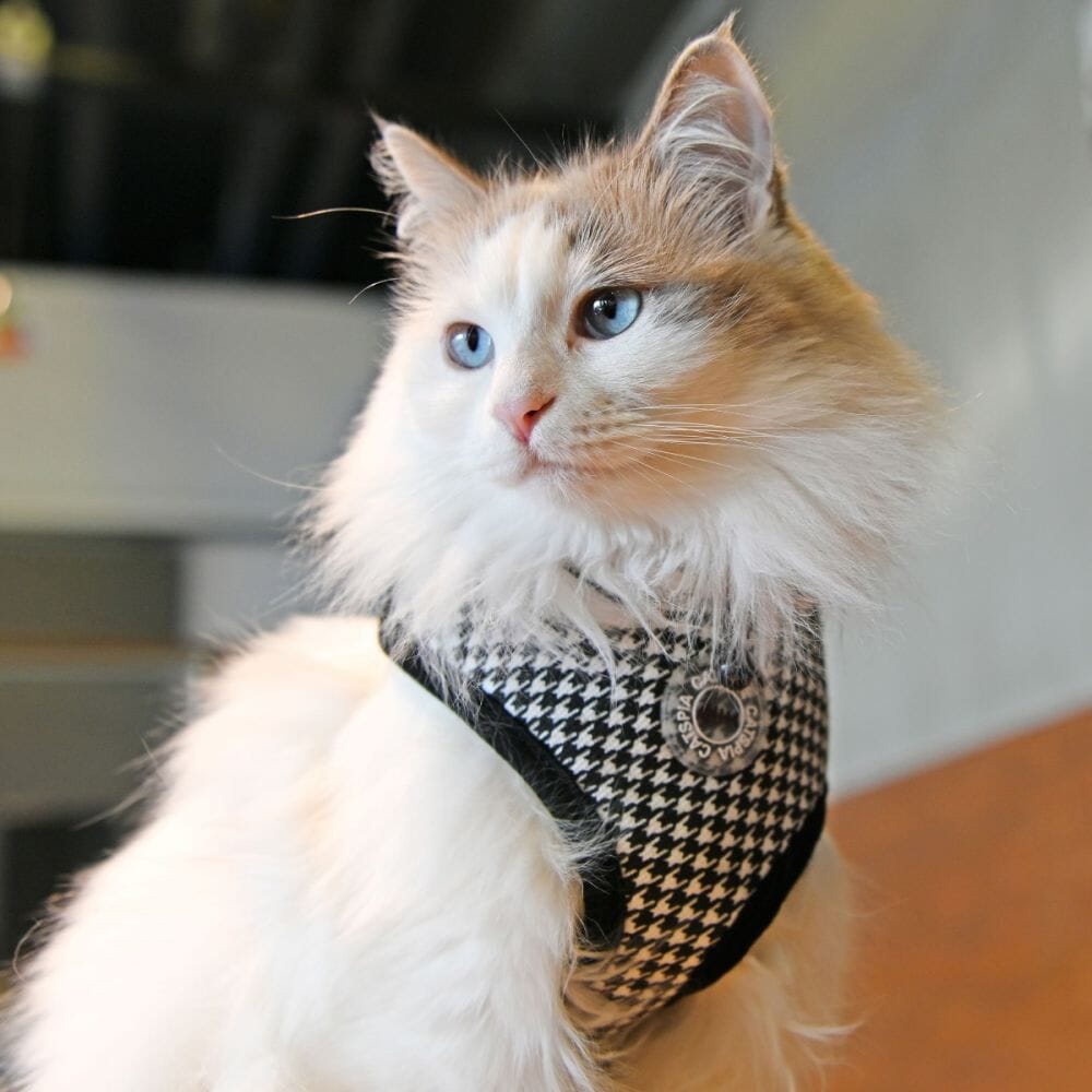Puppia Harness For Cats