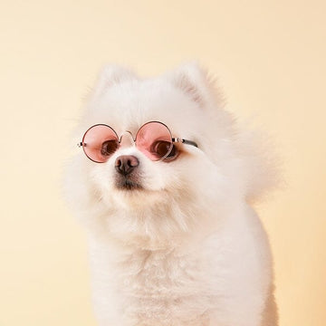 Sun Glasses For Dogs