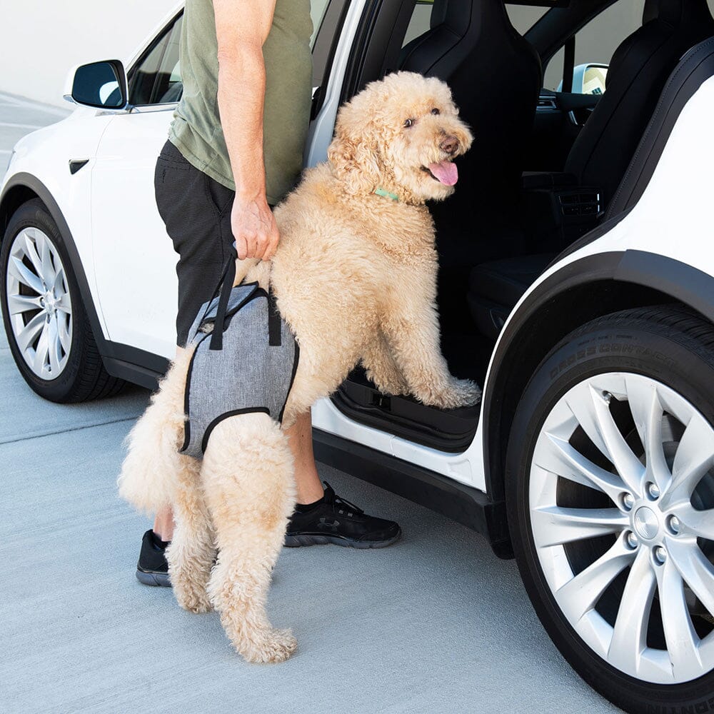 Harness to lift 2024 dog into car