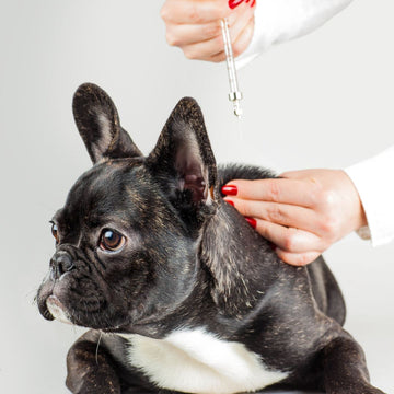 Veterinary Vaccination Service Veterinary Solid Gold LLP 