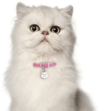 PawsnCollars.com have variety of Cat Name ID Tags for your Loving Cat / Kittens.